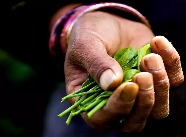 如存茶——光芒普洱茶AG真人国际存钱不(图3)